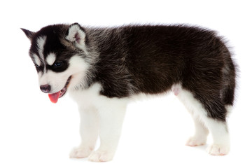 puppy a husky, isolated.