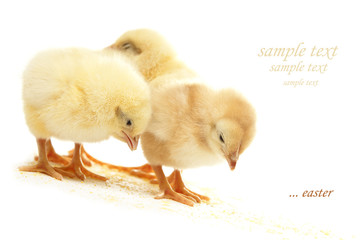 three fluffy chicken