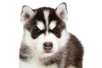 Obraz premium puppy a husky , isolated.