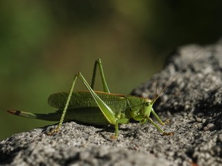 Green grasshopper (Conocephalus fuscus) resting on a stone.