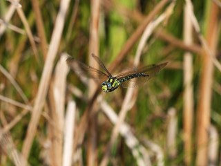 Dragonfly in flight.