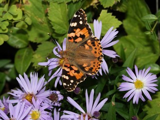Fototapeta na wymiar Butterfly Painted Lady (Vanessa cardui) drinking from flowers.