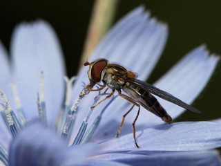 Flower fly (Hoverfly,Syrphidae) drinking from flower.