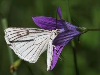 Black-veined White (Aporia crataegi) drinking from flower.