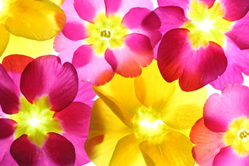 Obrazy na Szkle  Colorful flower petal closeup