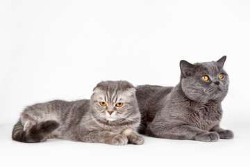 Two cats on white background