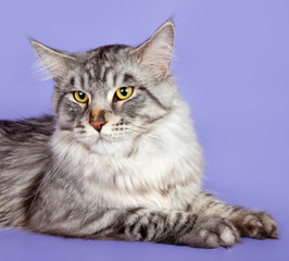 Maine coon head on purple background