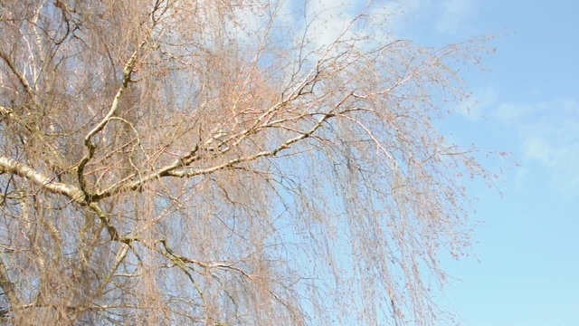 Birkenbaum