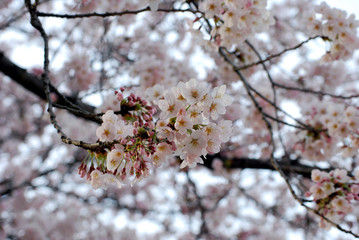 sakura
