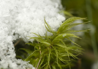 Snow and moss - close up