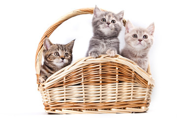 Fototapeta na wymiar Kittens in basket on white