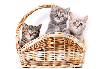 Fototapeta na wymiar Kittens in basket on white
