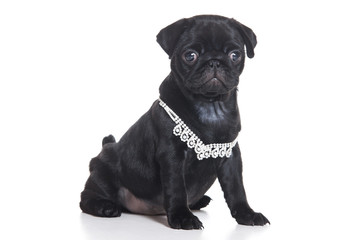 Pug puppy on white background