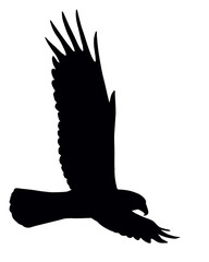 Silhouette of flying eagle isolated
