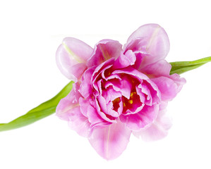 Tulip