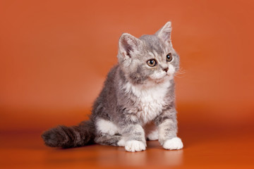 Kitten on orange background