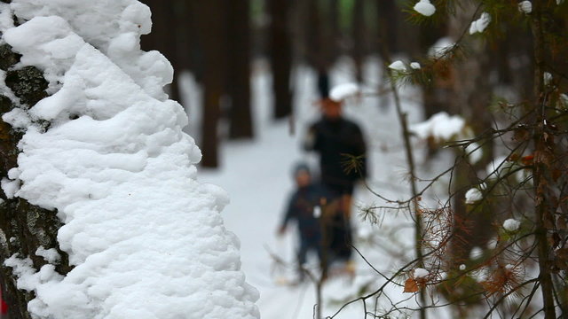 Cross-country skiing in winter forest. Shallow DOF.