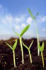 sprouts