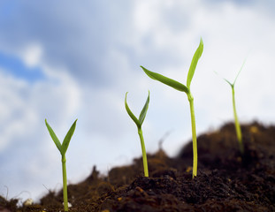 sprouts