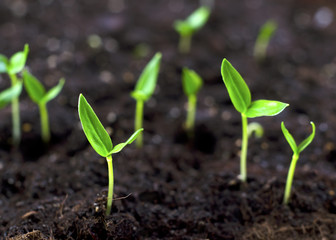 sprouts