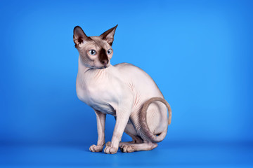 Sphinx on blue background