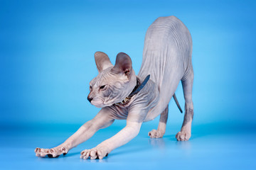Sphinx on blue background