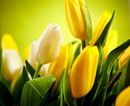 Fototapeta Yellow and white  tulip flowers with green  copy space
