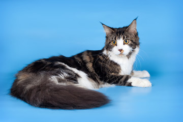 Maine coon on blue background