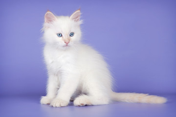 White cat on purple background