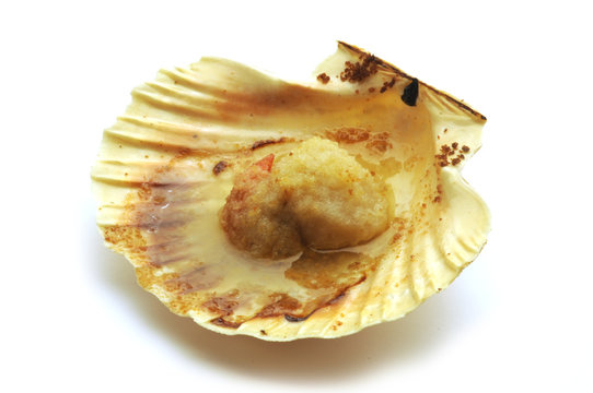 扇贝烤 Capesanta gratinata Scallop gratin