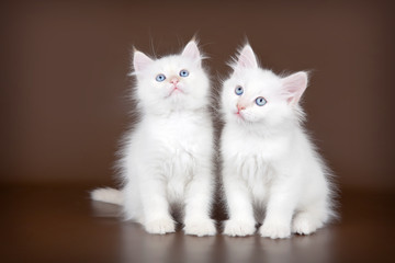 Fototapeta na wymiar Dwa białe kotek na brązowym tle