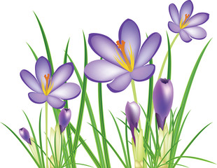 spring crocus flowers, vector illustration