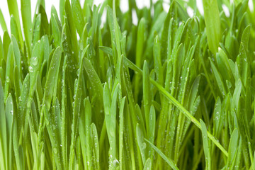 fresh green grass with dew, closeup
