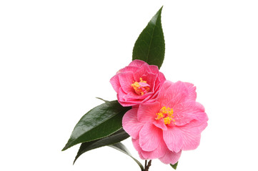 Camellia flowers