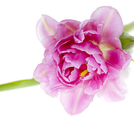 Spring tulip
