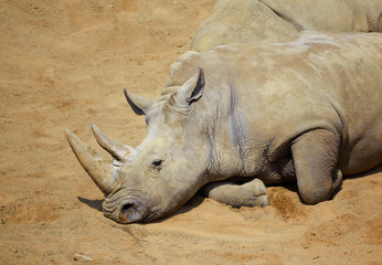 Obraz premium White Rhino resting in the sun