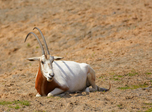 Oryx dammah