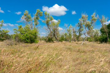 Summer scene in steppe