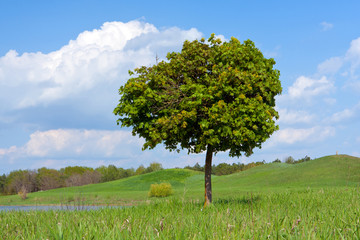 alone tree