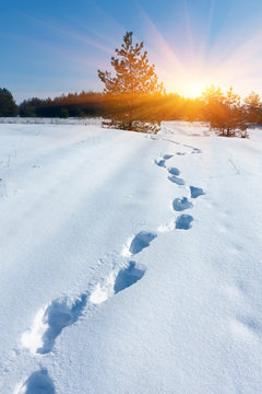 Fototapeta pathway in winter forest