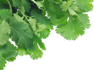 Coriander