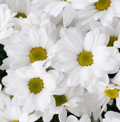 chamomile chrysanthemum