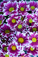 Obraz premium red and white chrysanthemums