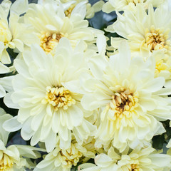 yellow peonies