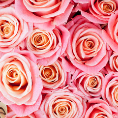 pink roses
