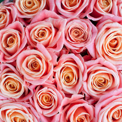 pink roses