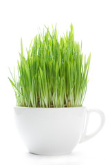 Young shoots of grass in a white mug isolated on a white