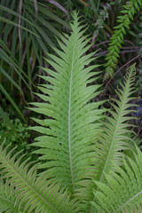 Green Fern