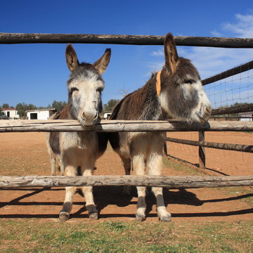 2 little donkeys