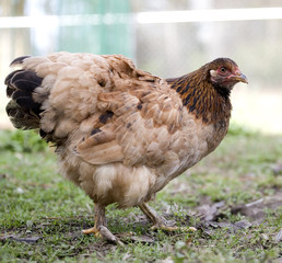 Tan chicken hen